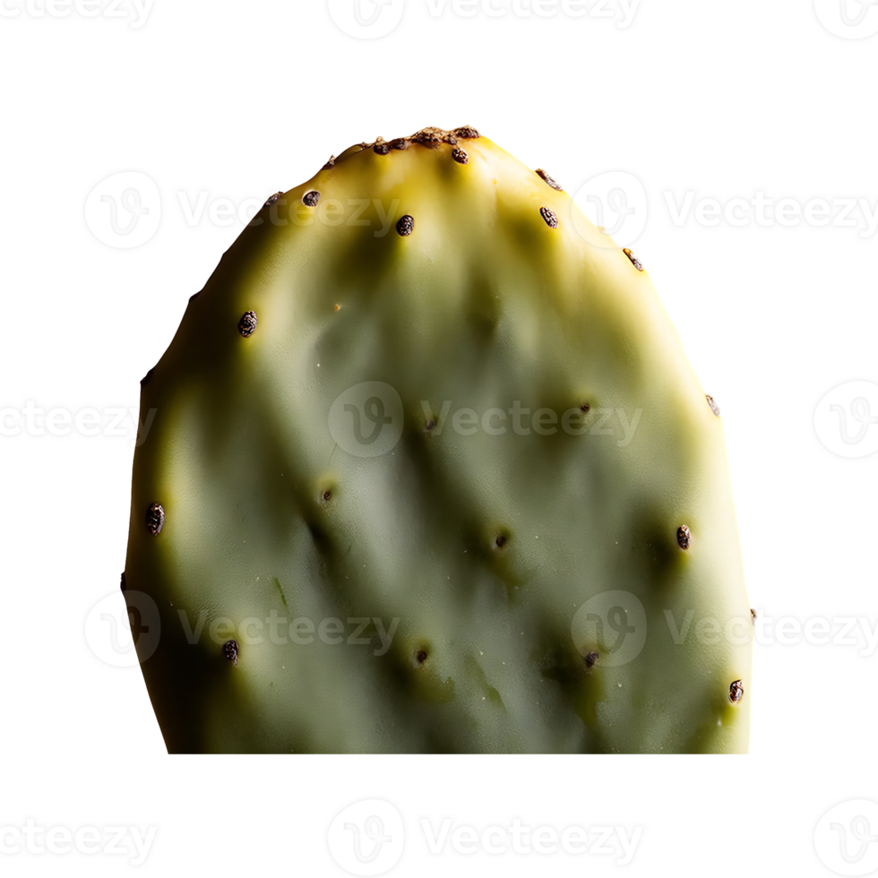 Prickly Pear isolated on transparent background png