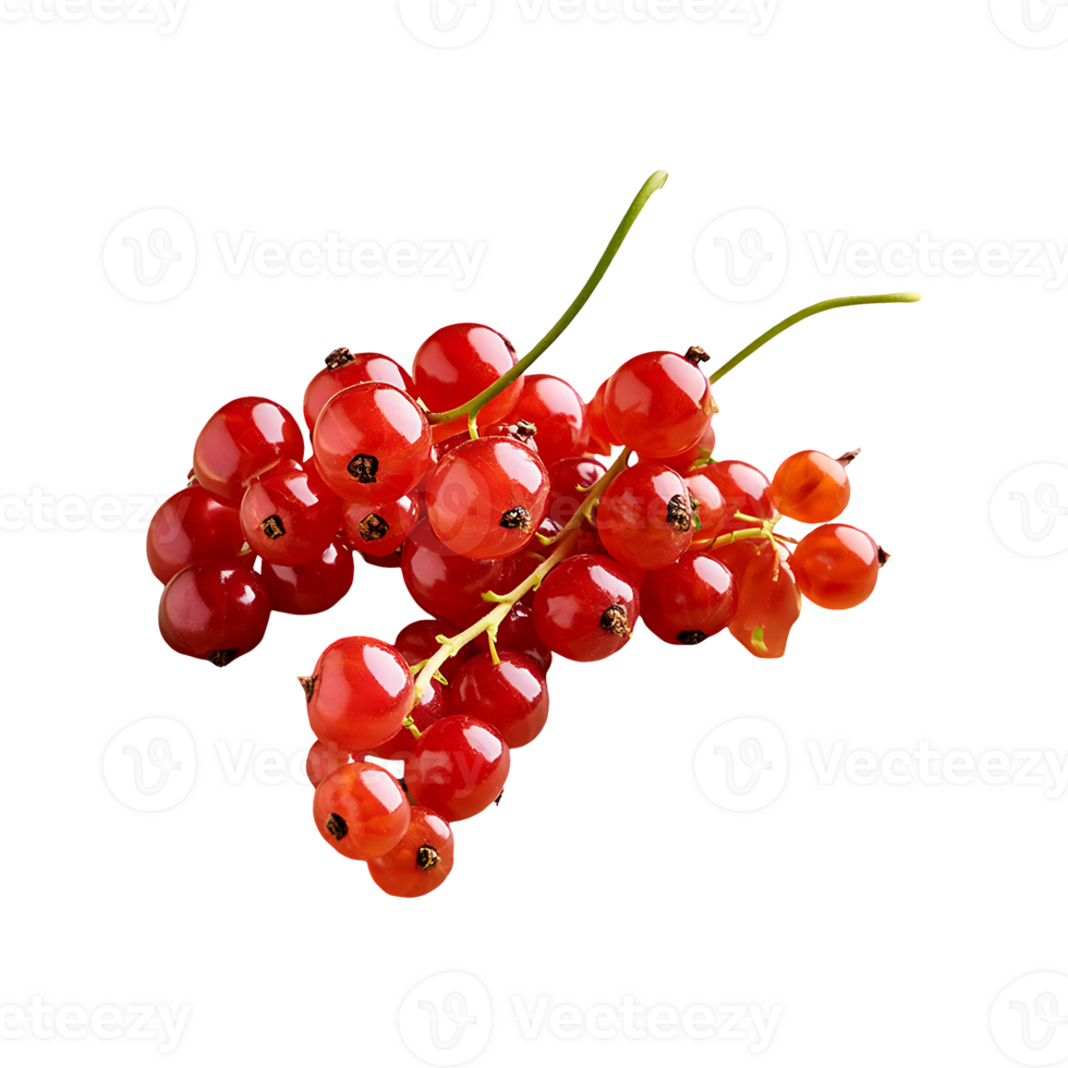 Redcurrant isolated on transparent background png