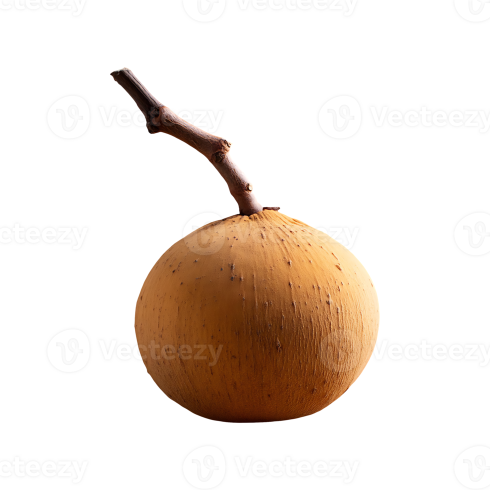 Santol isolated on transparent background png