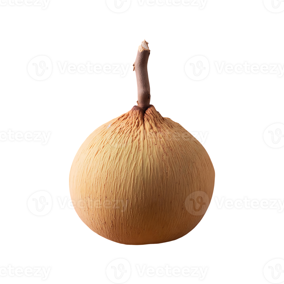 Santol isolated on transparent background png
