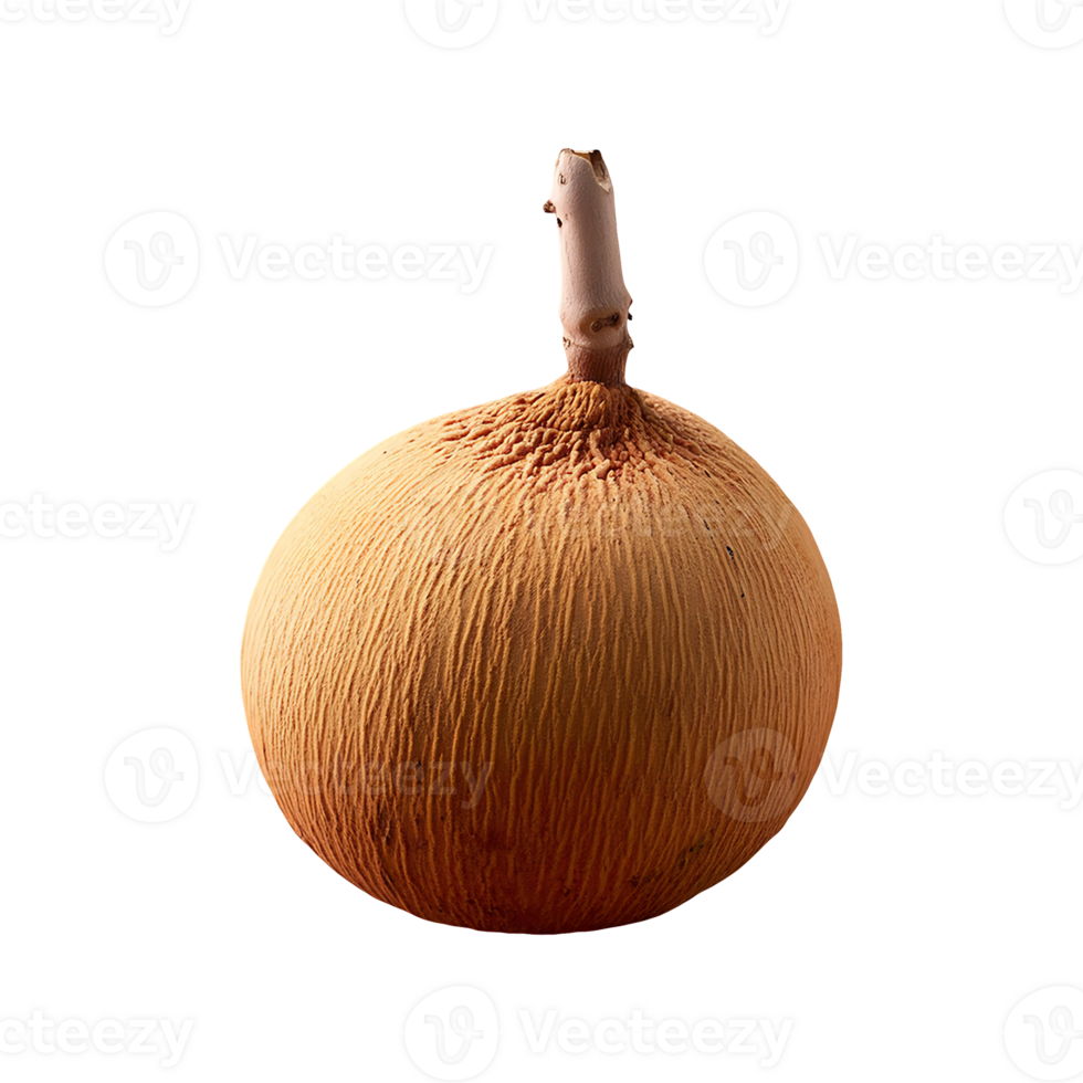 Santol isolated on transparent background png