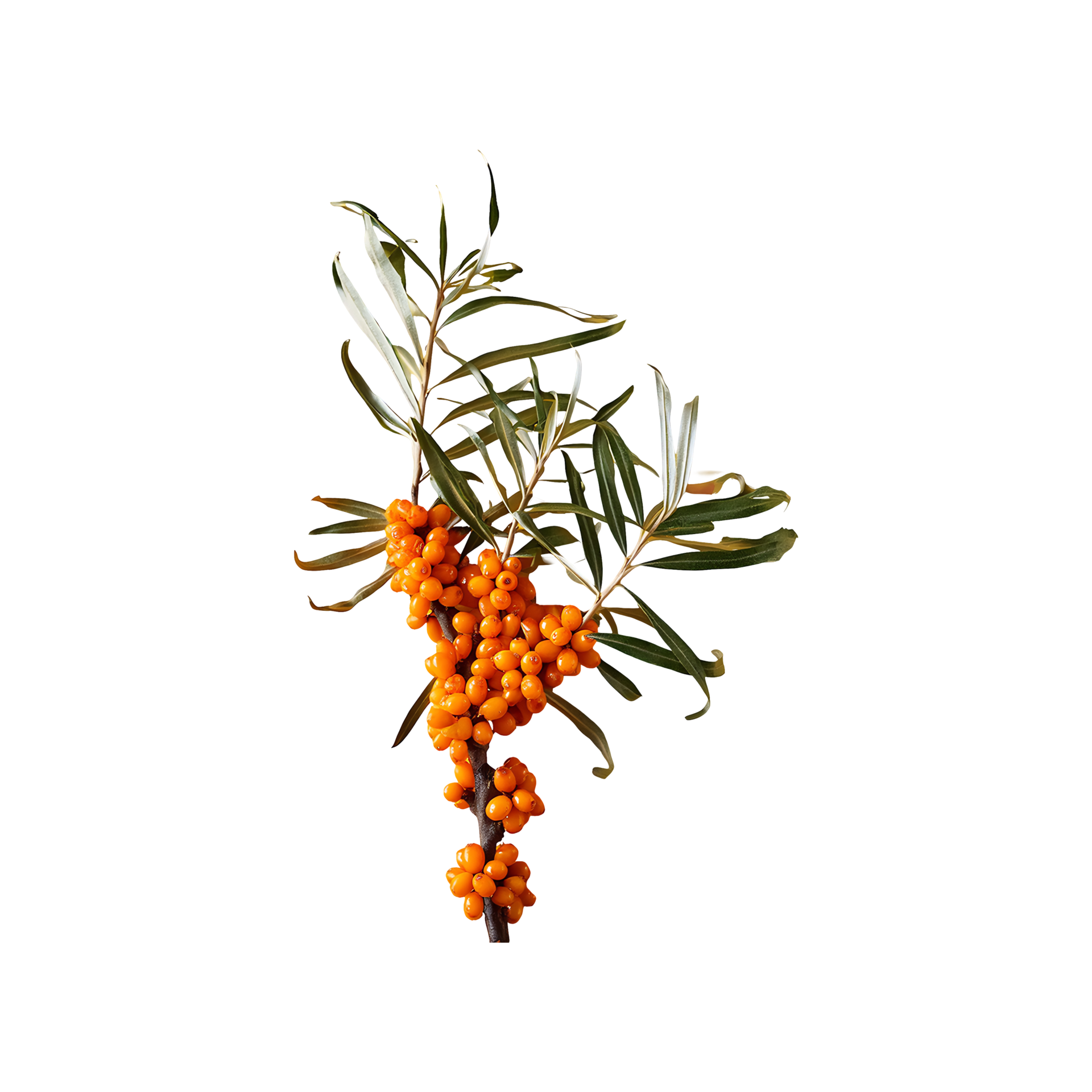 Sea Buckthorn Isolated On Transparent Background 46825281 Png Sea Buckthorn Isolated On Transparent Background 46825281 Png
