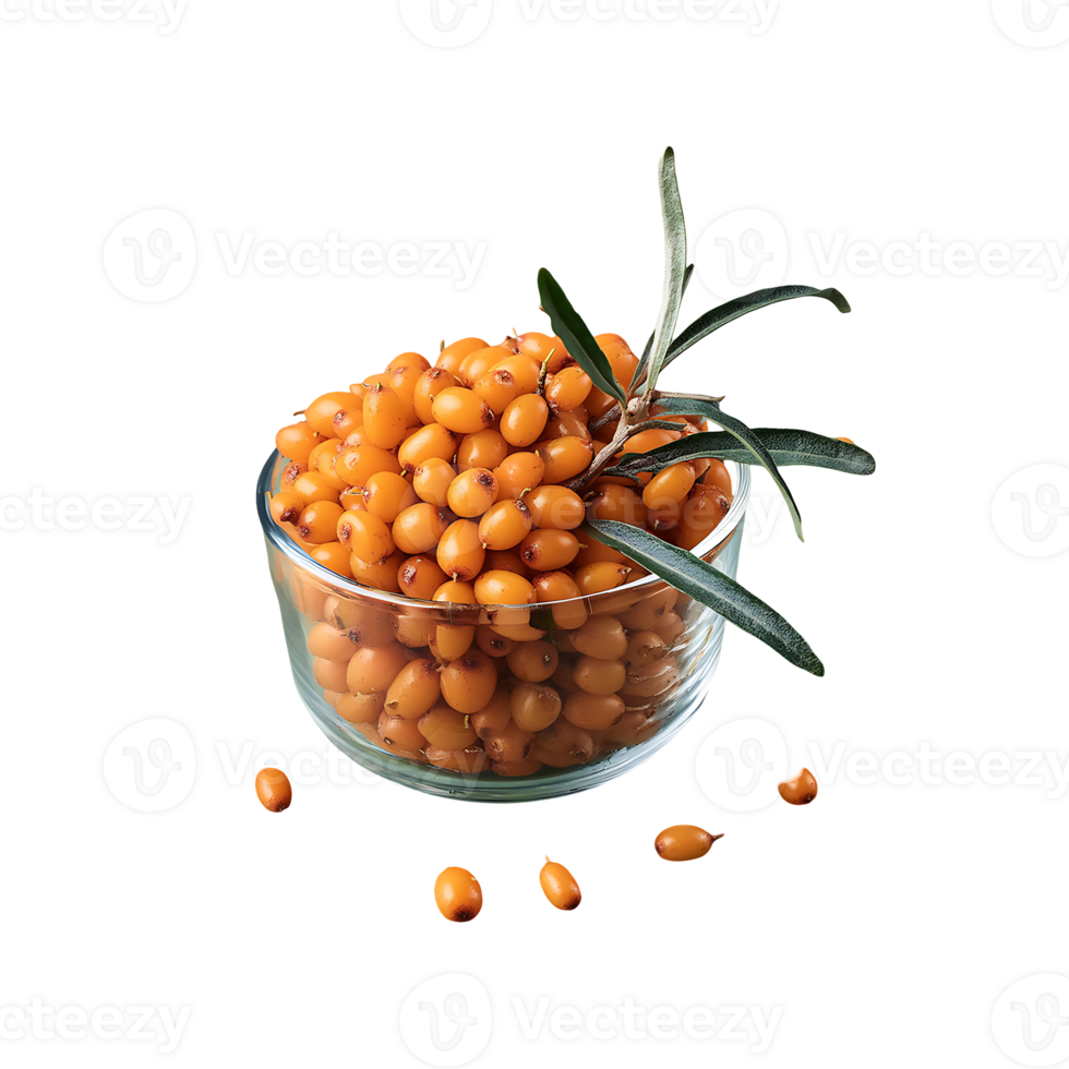 Sea Buckthorn isolated on transparent background png