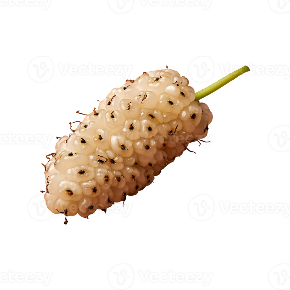 White Mulberry isolated on transparent background png