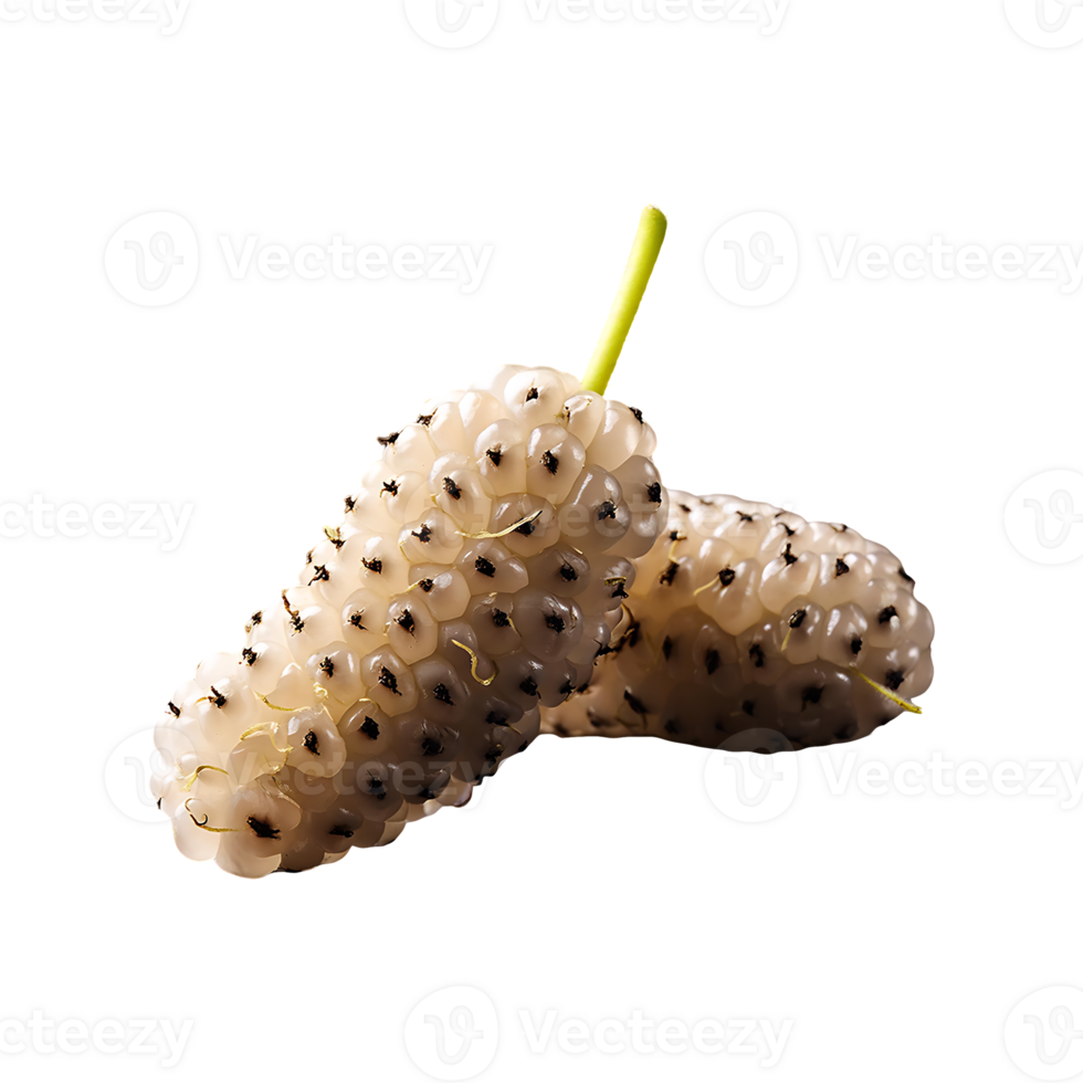 White Mulberry isolated on transparent background png