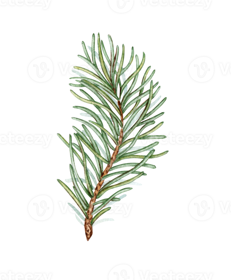 Fir branch with green needles watercolor illustration. Forest plants for winter and Christmas decor. Isolated from the background. Pine, fir, larch, juniper, thuja, larch, conifer. png