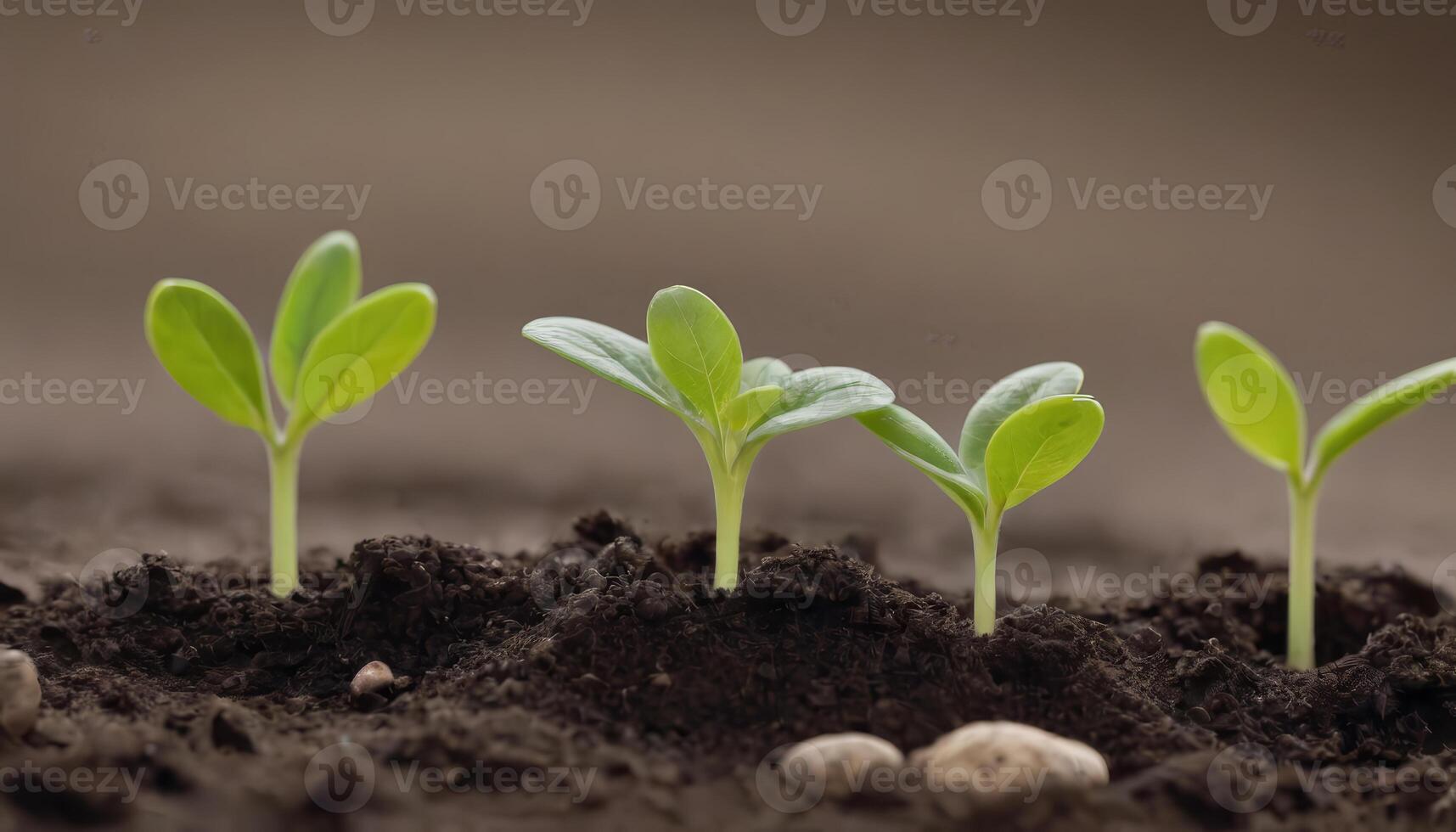 A World Below Seedlings Making Their Mark in Earth photo