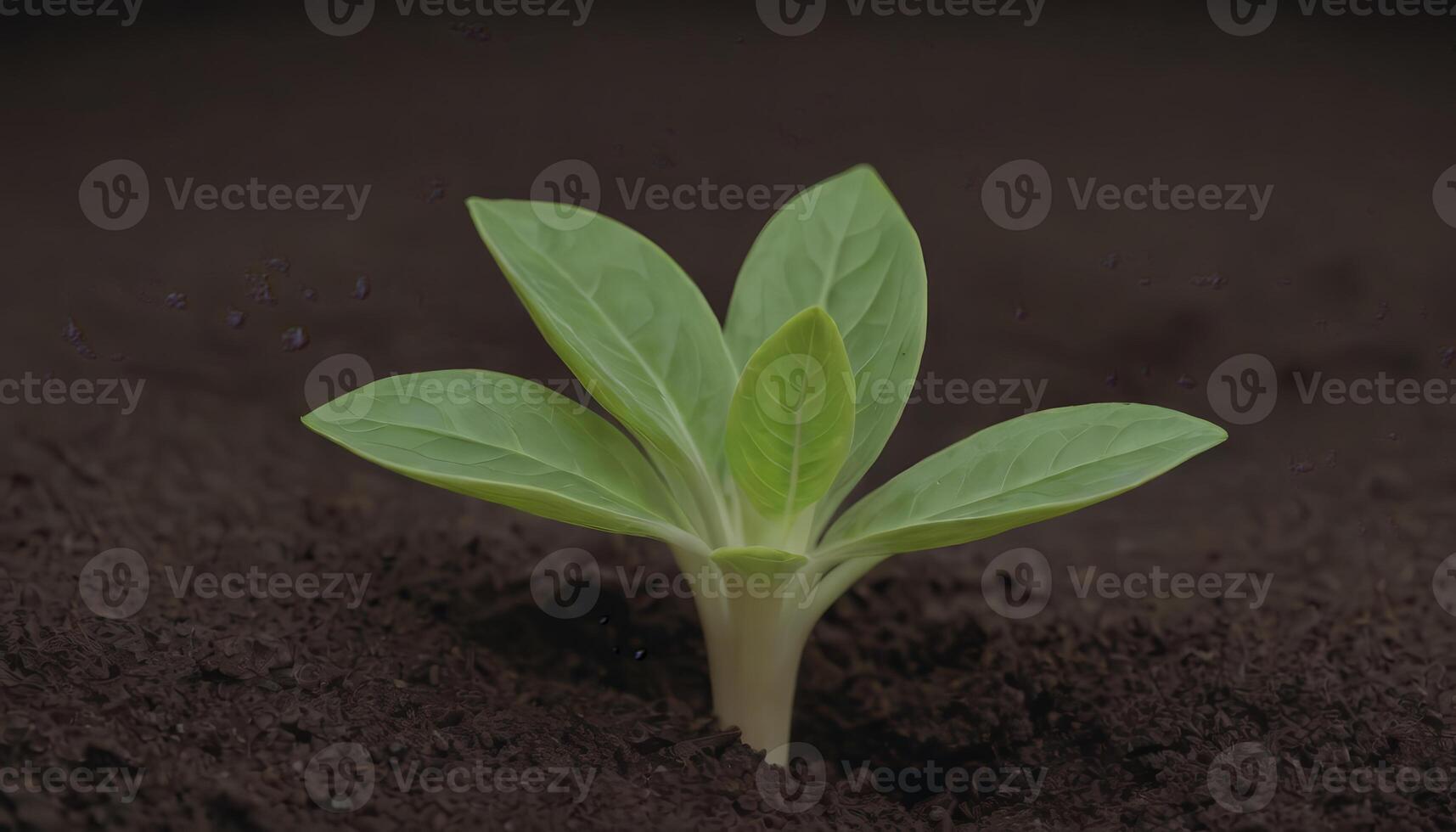 From Seed to Sprout The Beginning of Growth photo