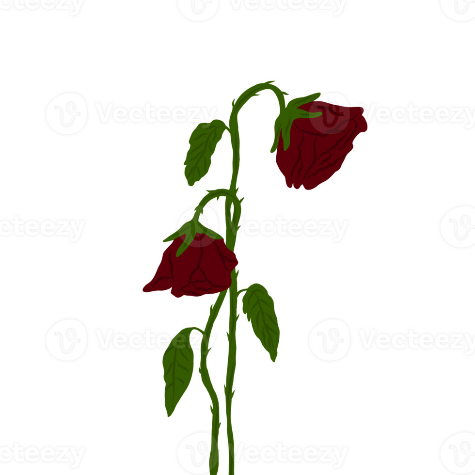 Withered roses illustration png