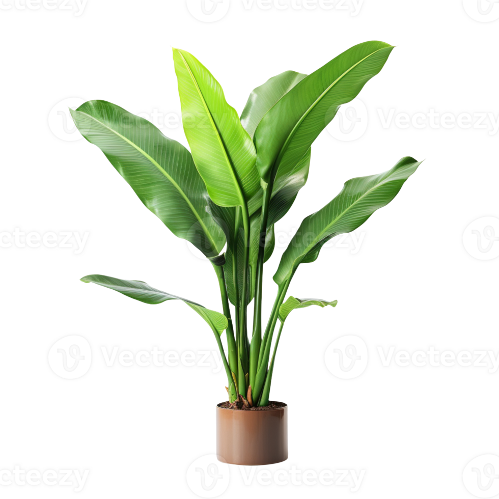 decorative banana plant isolated on transparent background png