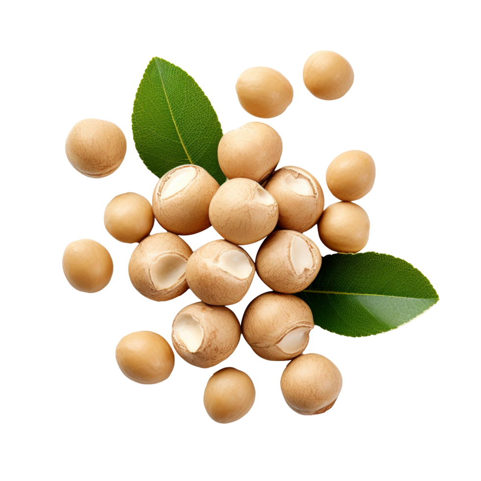 Dried Macadamia nut isolated on transparent background 46828361 PNG