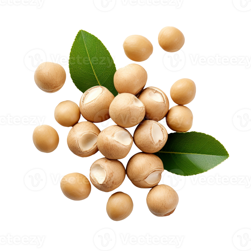 Dried Macadamia nut isolated on transparent background png