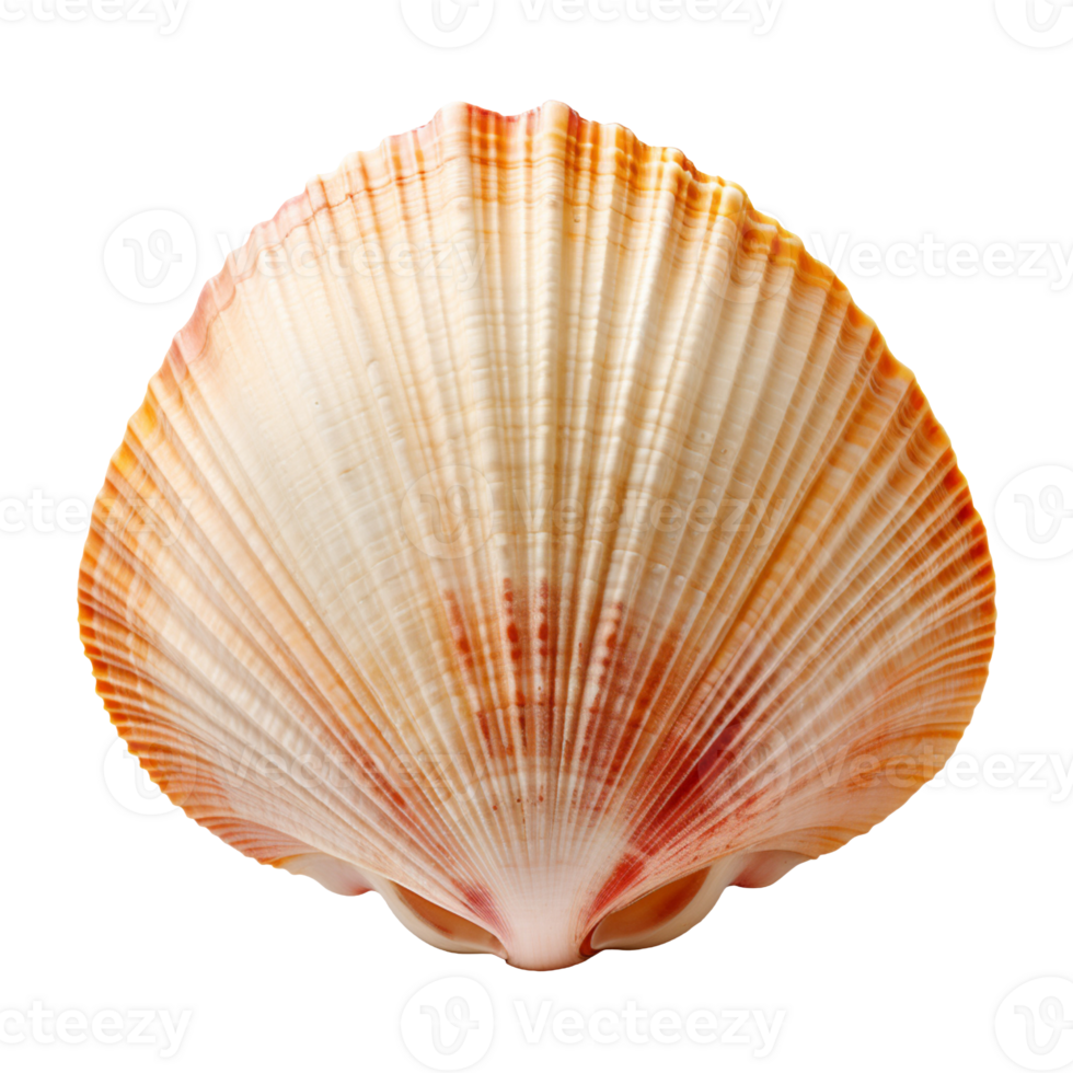 empty seashell isolated on transparent background png