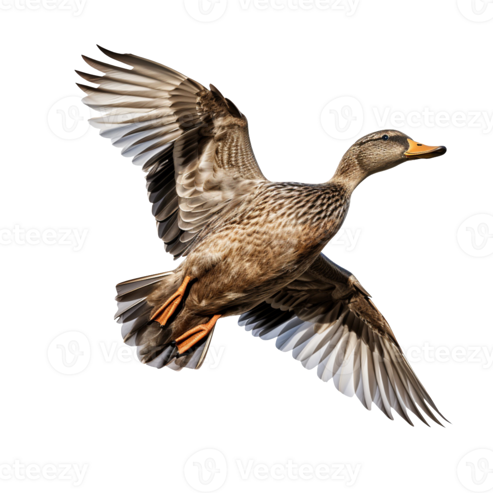 Flying duck isolated on transparent background png