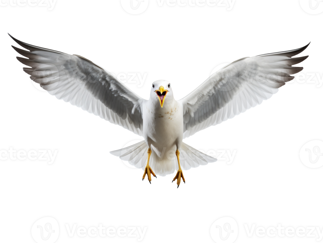 Flying Seagull isolated on transparent background png