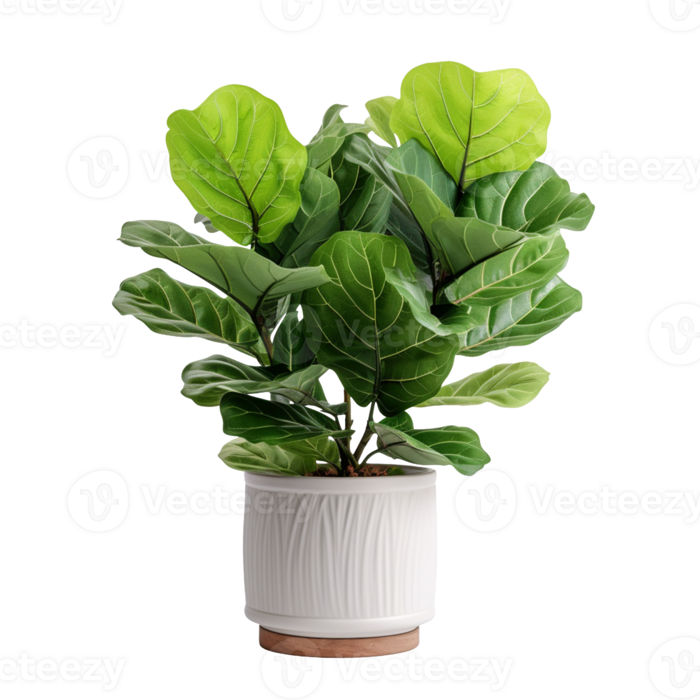Fiddle Leaf Fig plant in a pot isolated on transparent background png