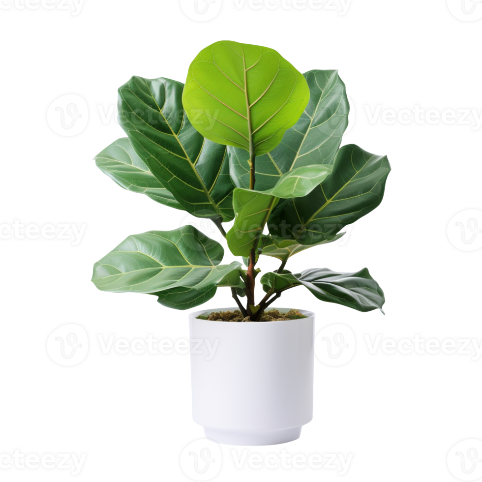 Fiddle Leaf Fig plant in white pot isolated on transparent background png