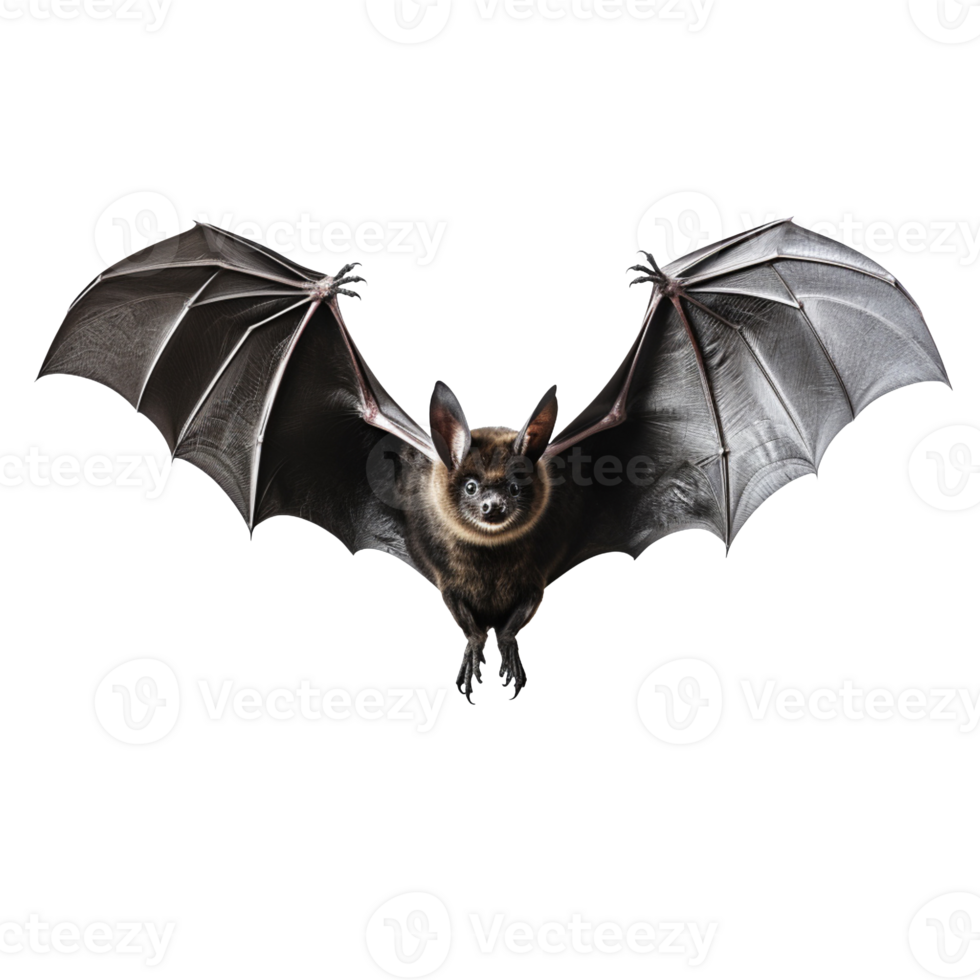 Flying black bat isolated on transparent background png