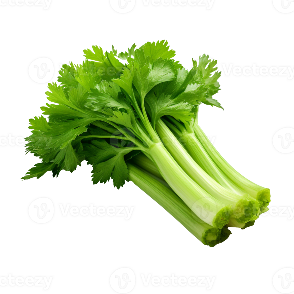 Fresh celery isolated on transparent background png