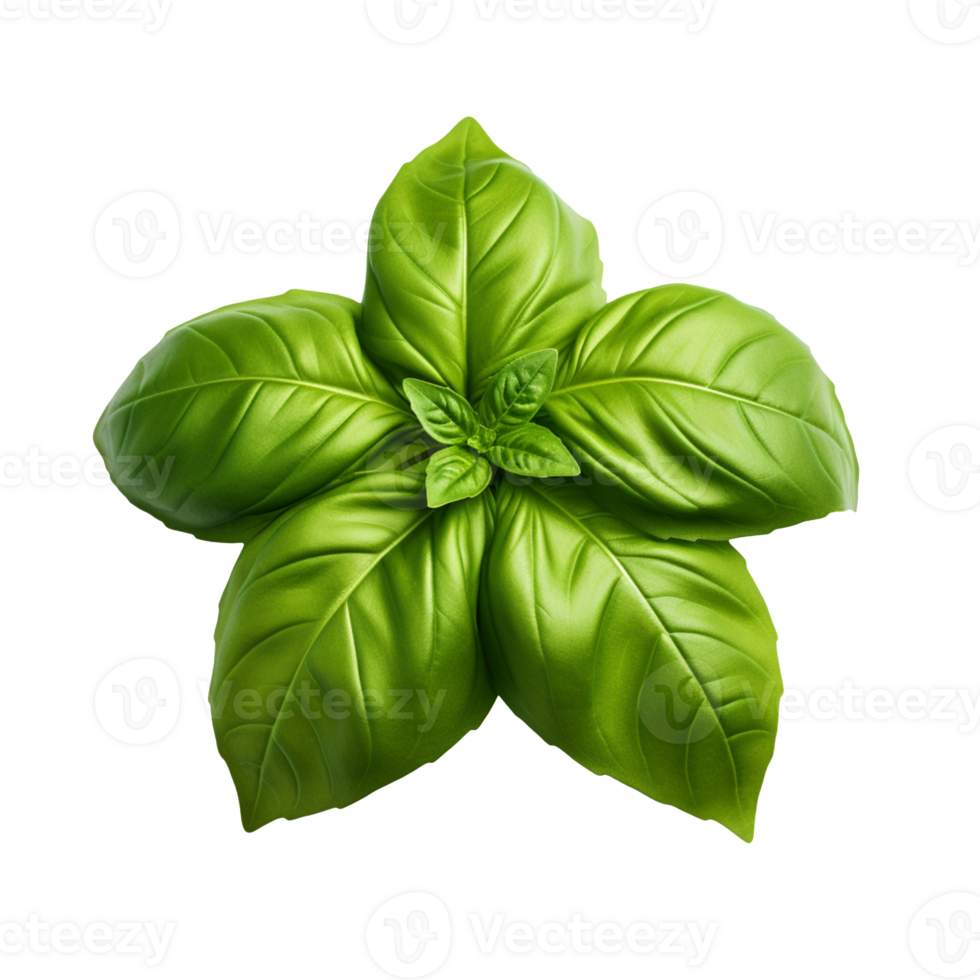 fresh basil leaves isolated on transparent background png