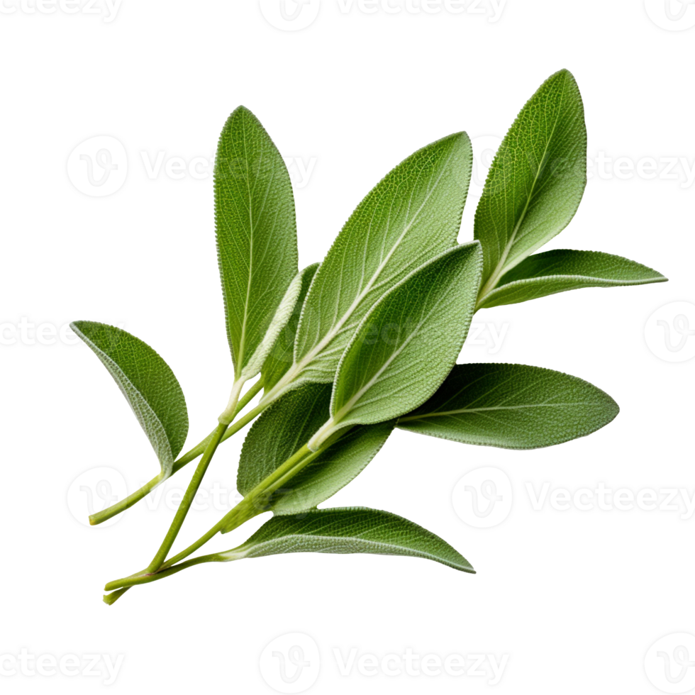 Fresh green organic sage herb leaves isolated on transparent background png