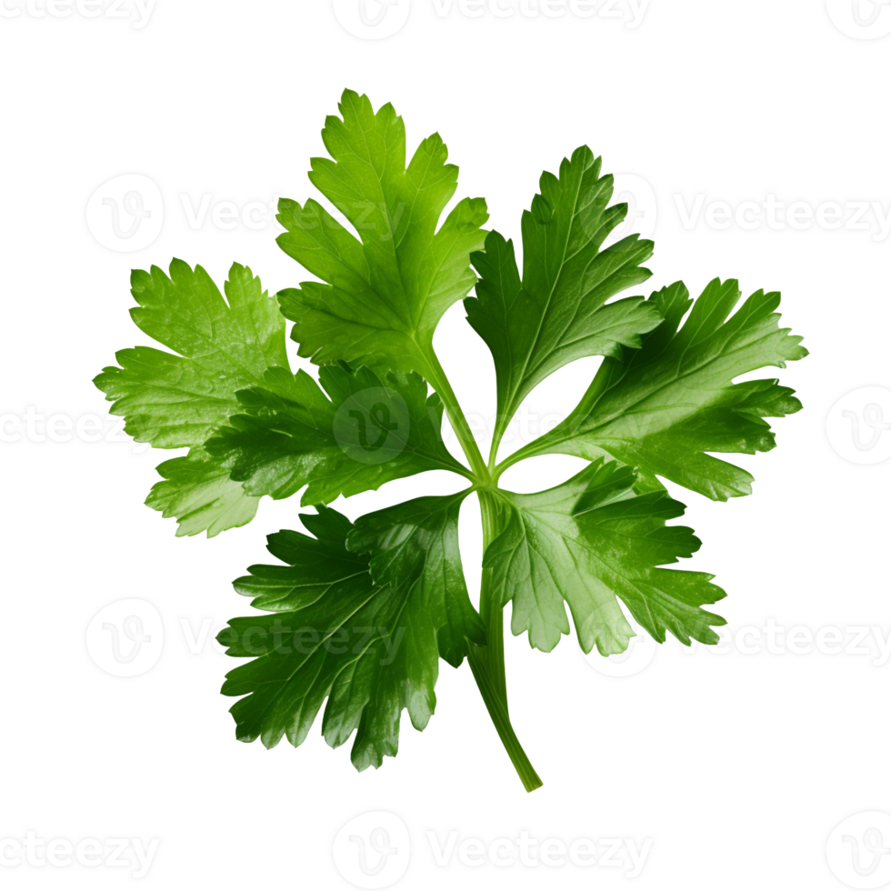 Fresh green parsley leaf isolated on transparent background png