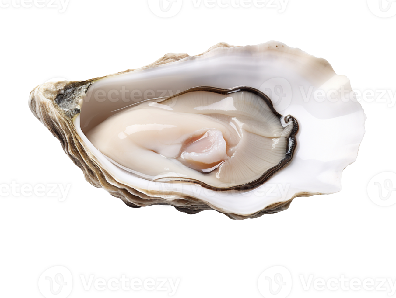 Fresh oyster isolated on transparent background png