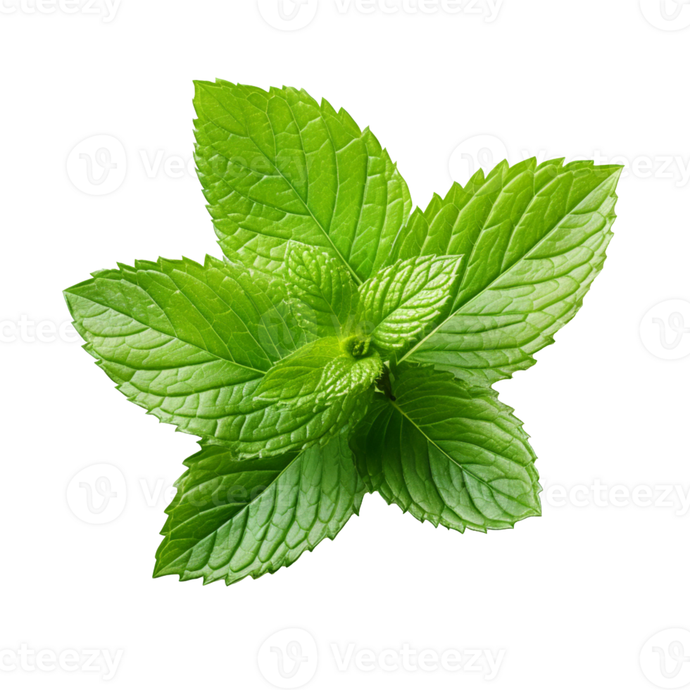 Fresh mint leaf isolated on transparent background png