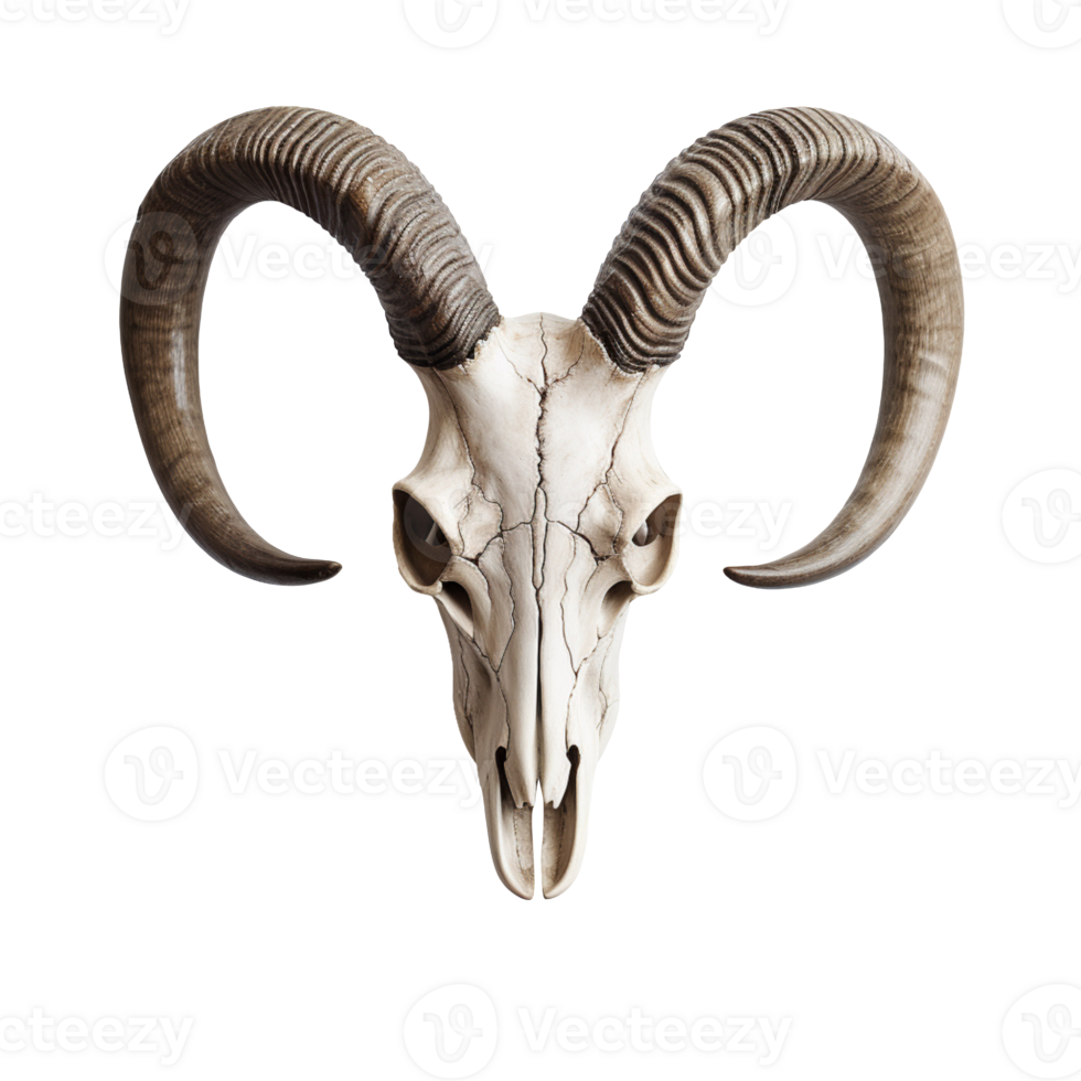 goat skull isolated on transparent background png