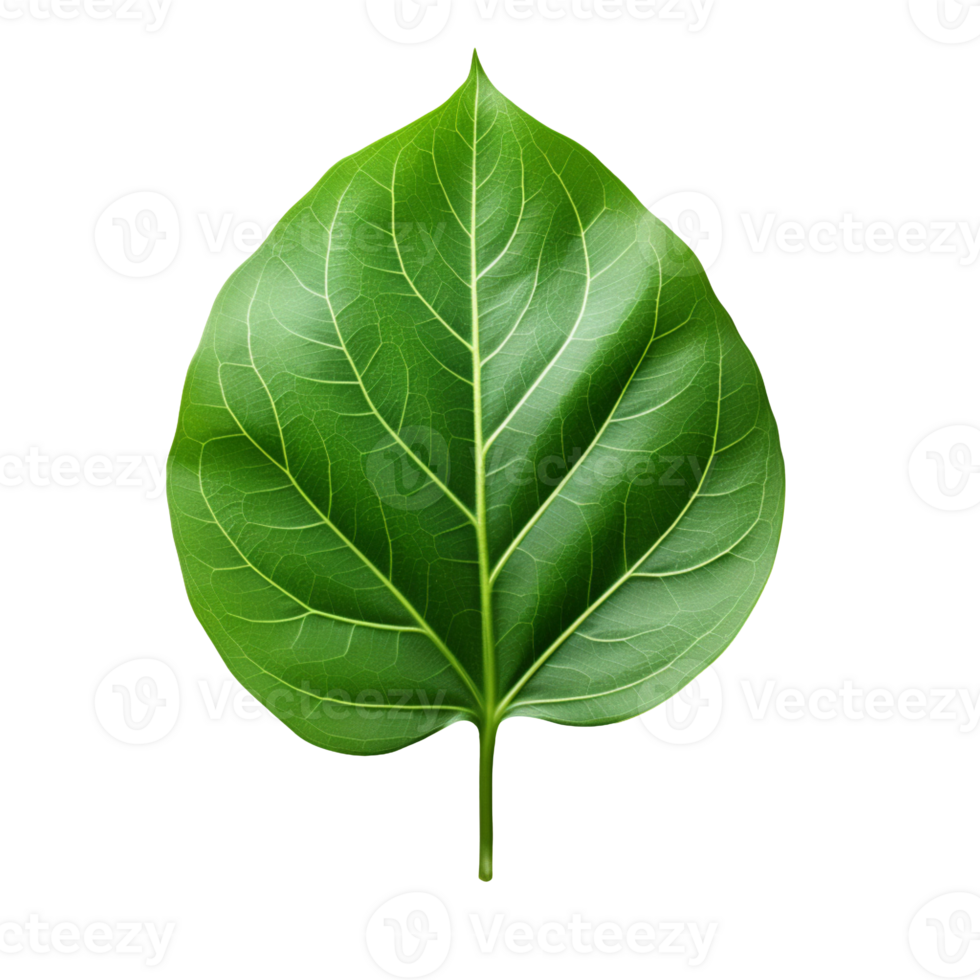 green leaf isolated on transparent background png