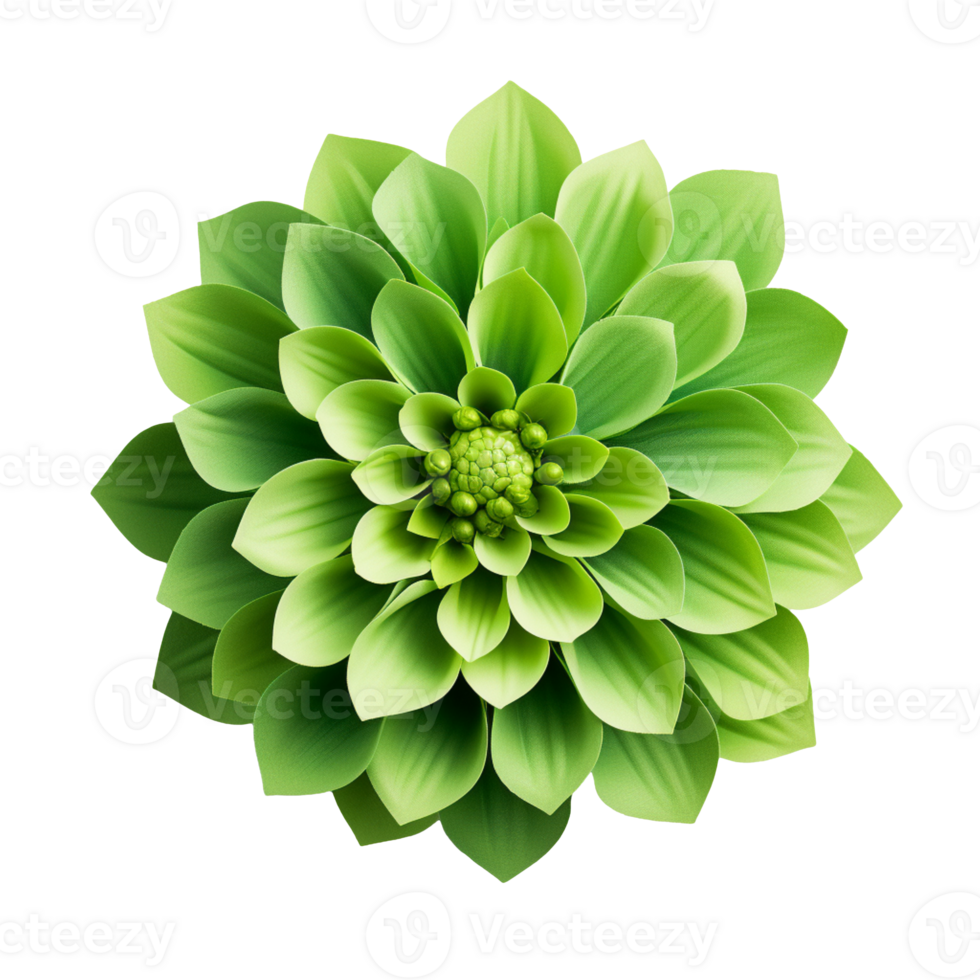 green flower isolated on transparent background png