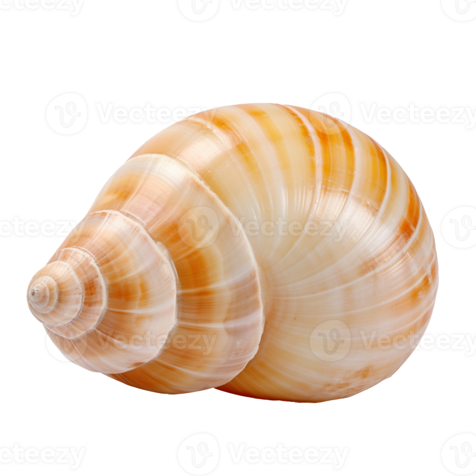 Large empty ocean snail shell isolated on transparent background png
