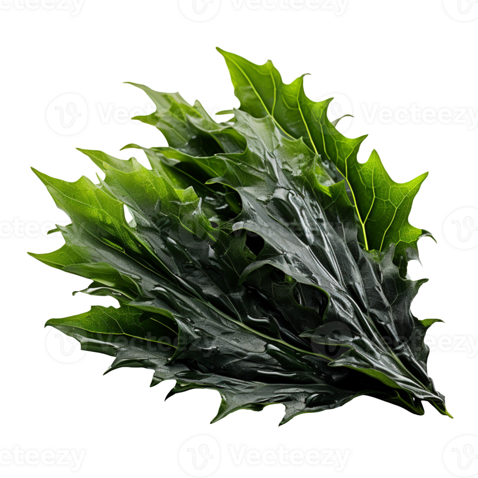 kombu seaweed isolated on transparent background png