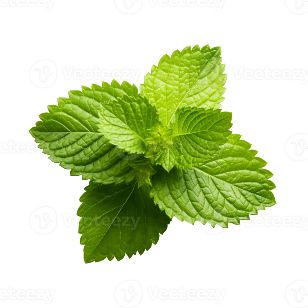 Lemon balm isolated on transparent background png