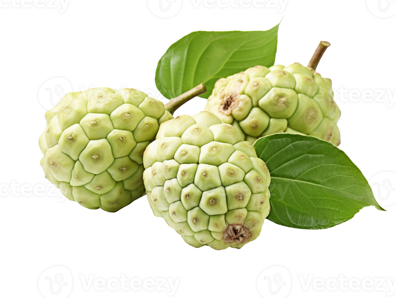 Noni fruit isolated on transparent background png