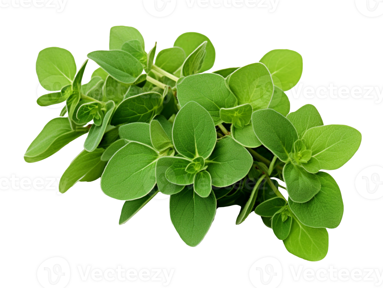 Oregano fresh herb leaves isolated on transparent background png