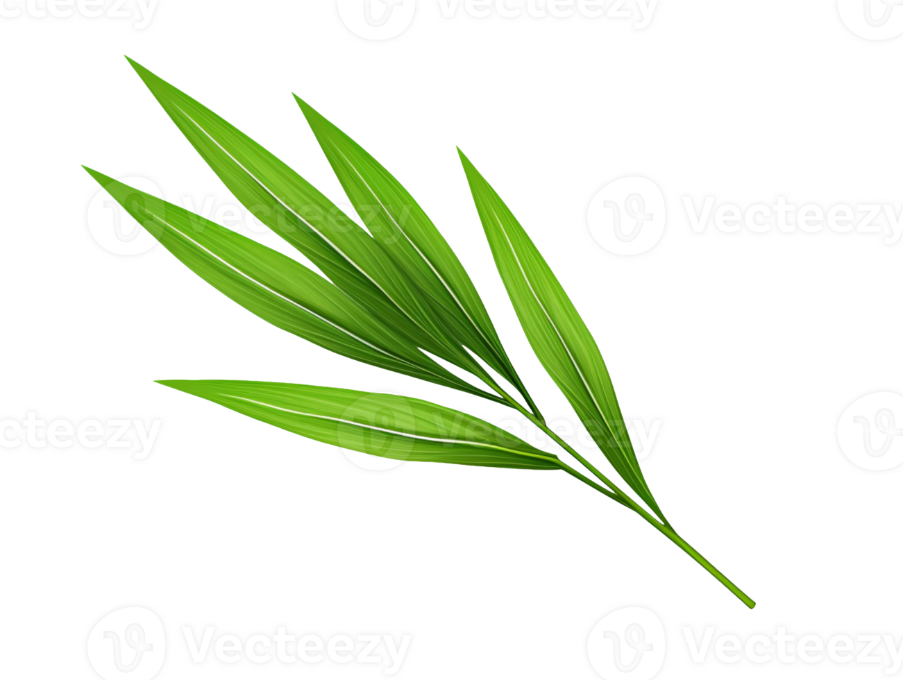 pandan leaf isolated on transparent background png