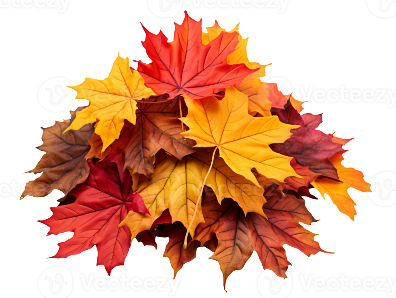 Pile of autumn colored maple leaves isolated on transparent background png