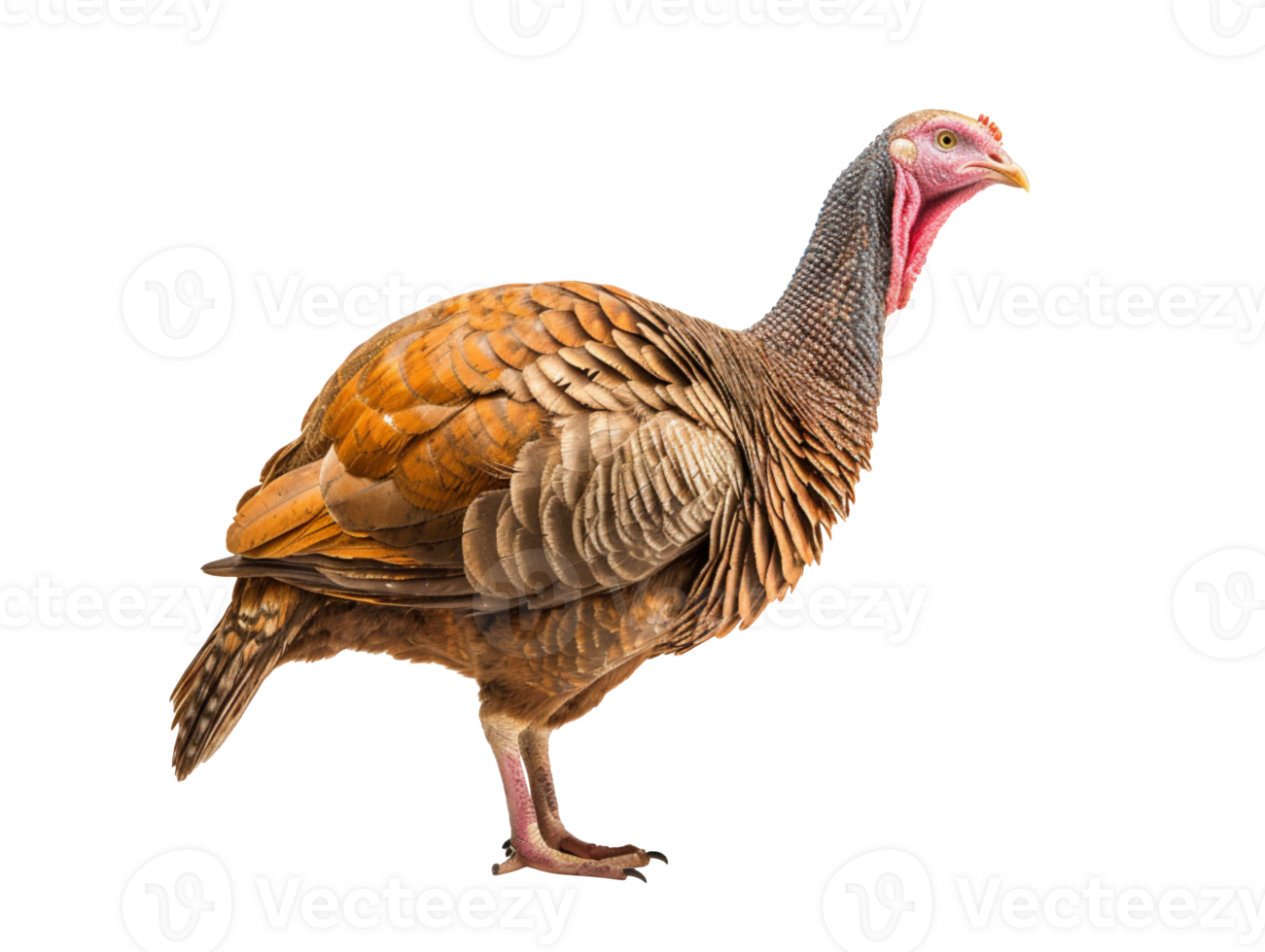 portrait of a turkey isolated on transparent background png