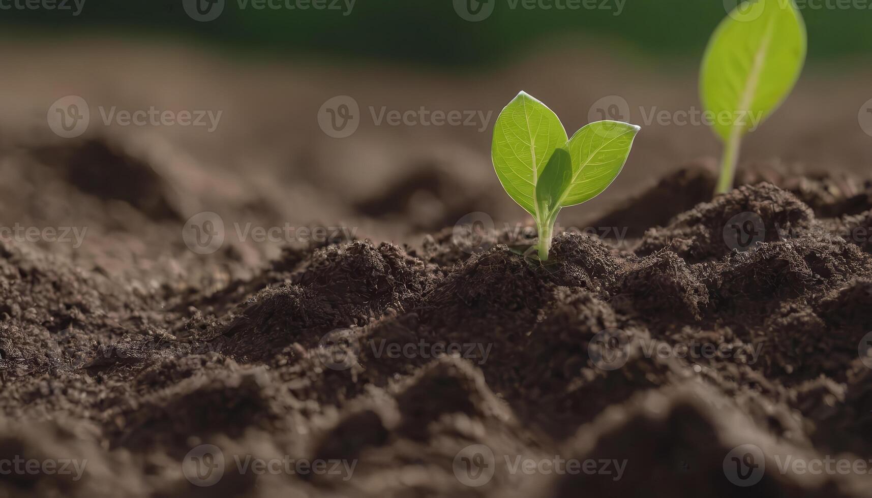 Unveiling Nature Tiny Plants Revealing Themselves photo