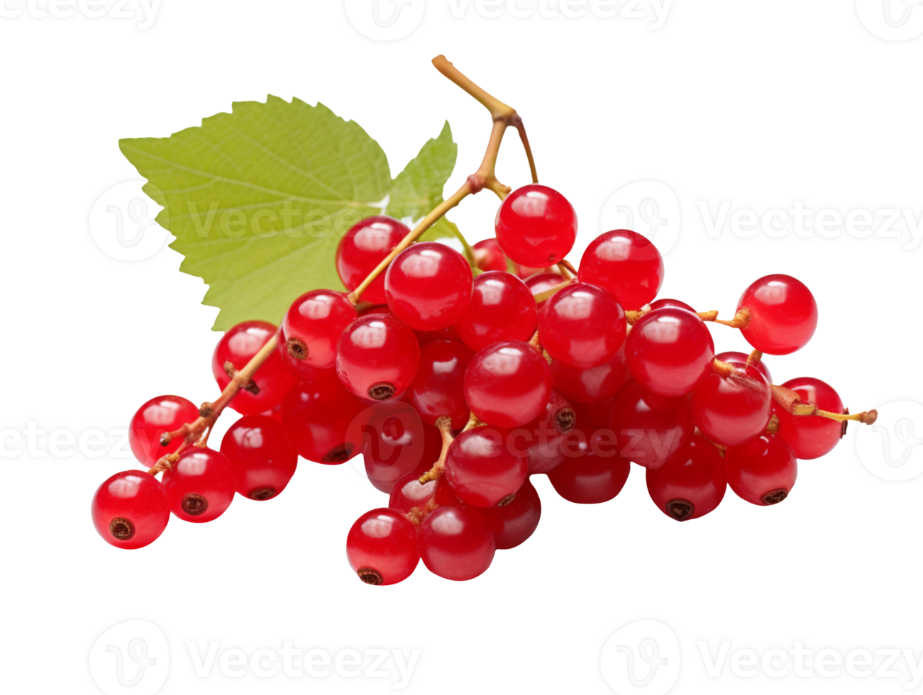 red currant isolated on transparent background png