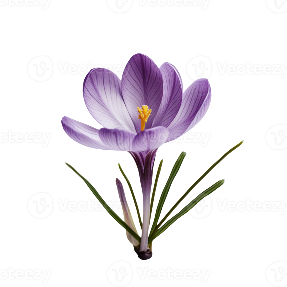 purple crocus flower isolated on transparent background png