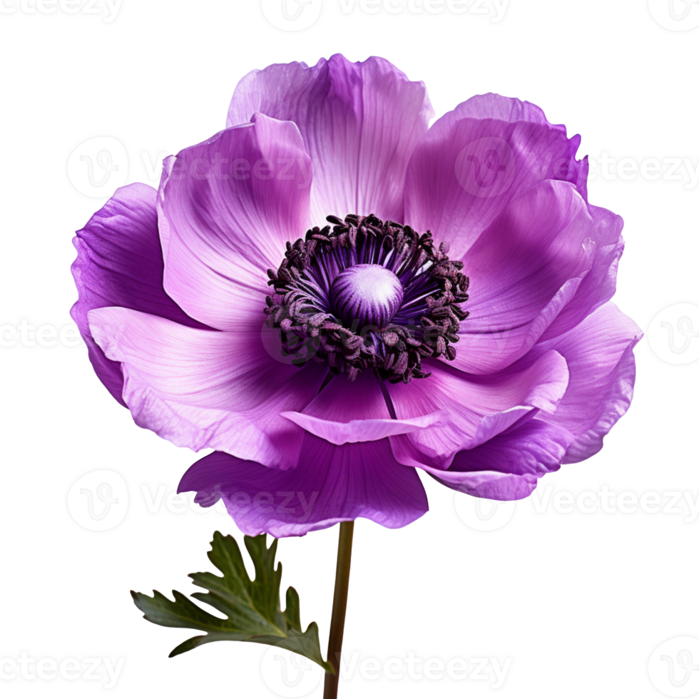 purple anemone flower isolated on transparent background png