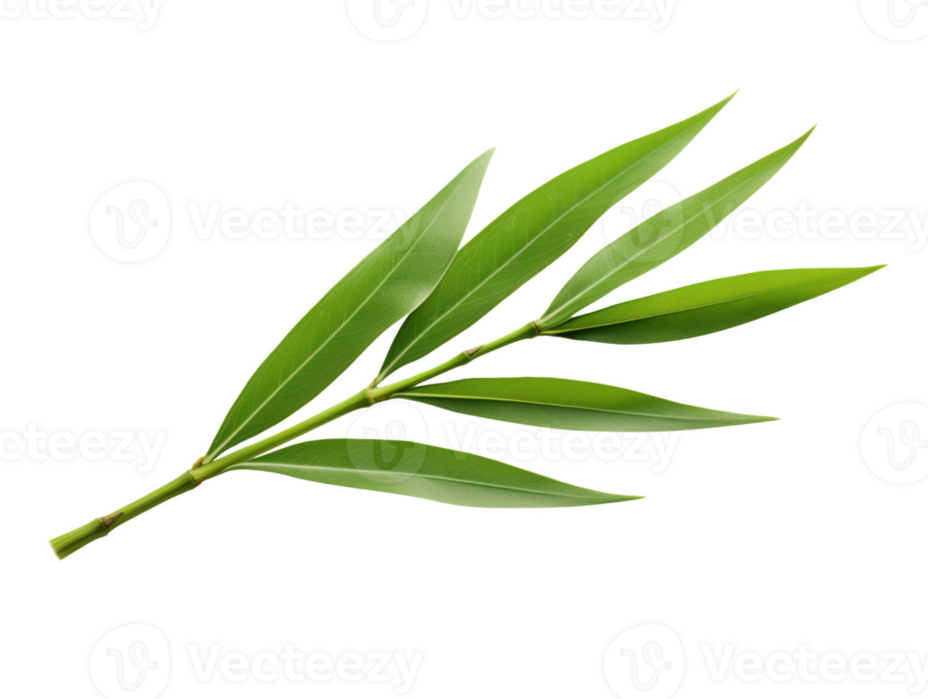 Single bamboo grass leaf isolated on transparent background png