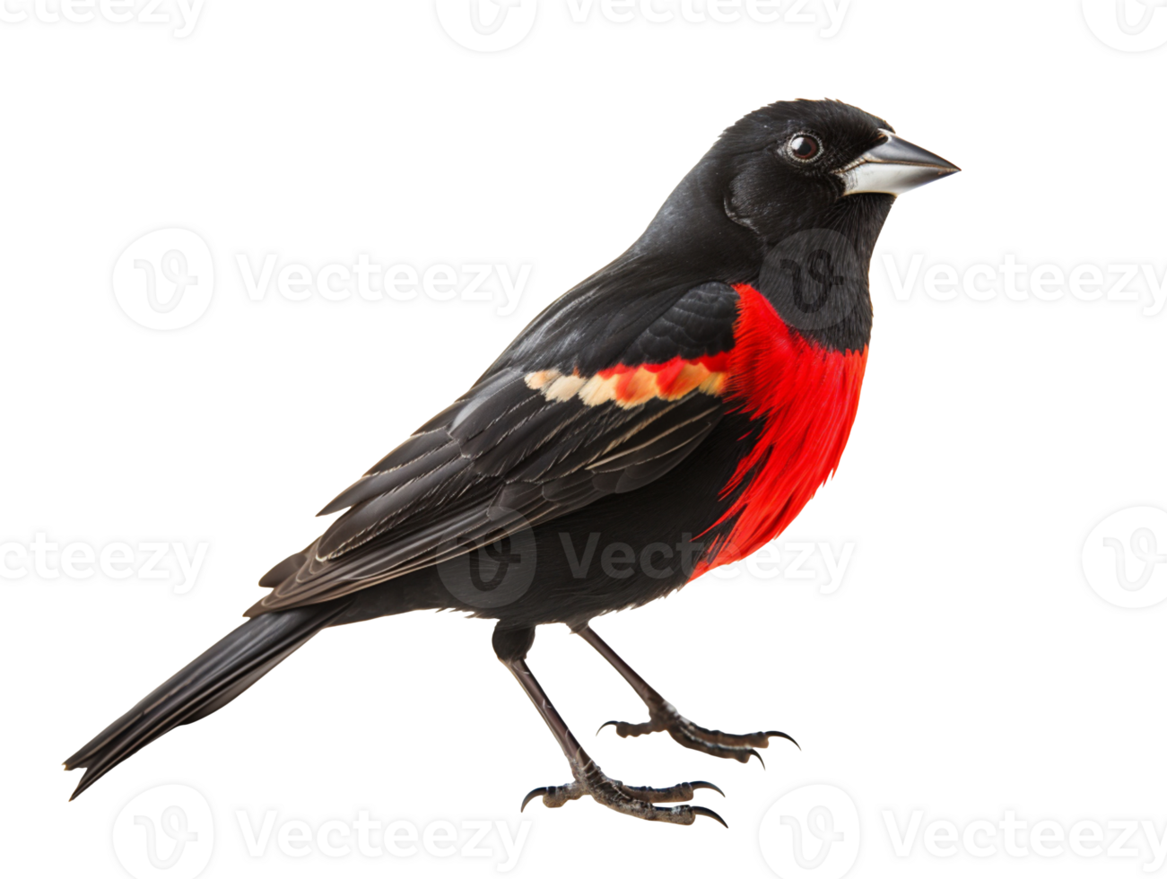 red winged blackbird isolated on transparent background png