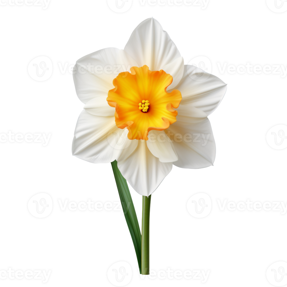 White and yellow daffodil flower isolated on transparent background png