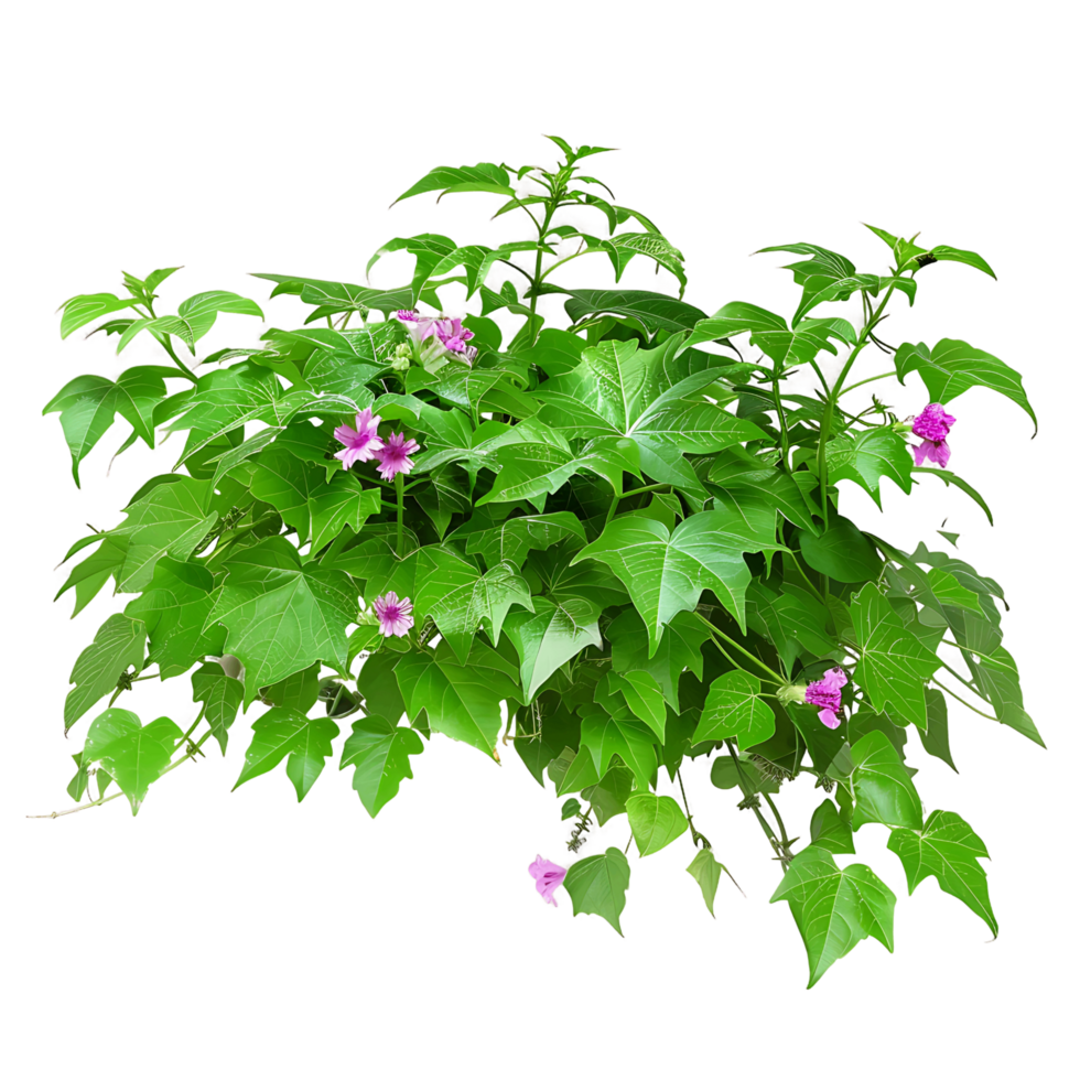 Ipomoea Horsfalliae Bush on Transparent Background png