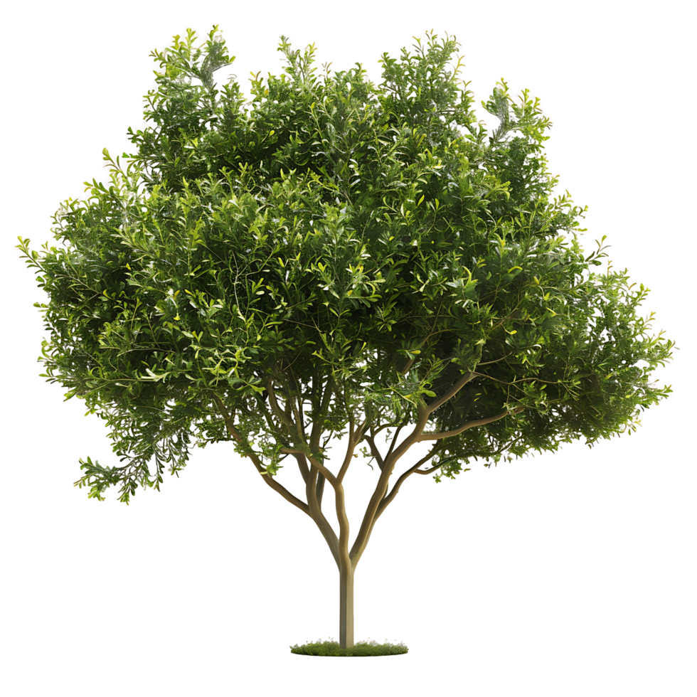 Tasmannia Purpurascens Tree on Clear Background png