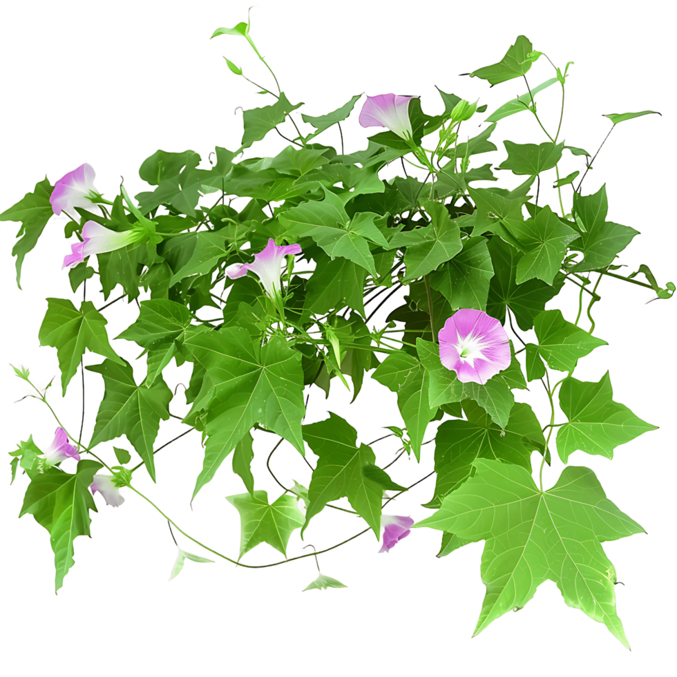 Ipomoea Horsfalliae Bush on Clear Background Cutout png