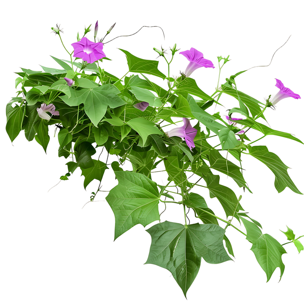 Ipomoea Horsfalliae Bush Isolated on Transparent png